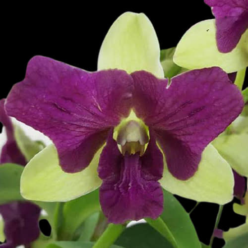 Dendrobium Purple Three Lips