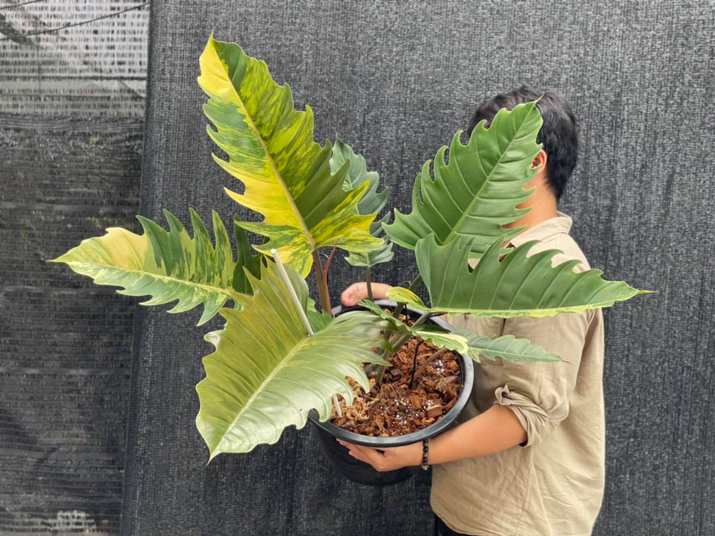 Philodendron Ring of Fire Carmel Marble Variegated