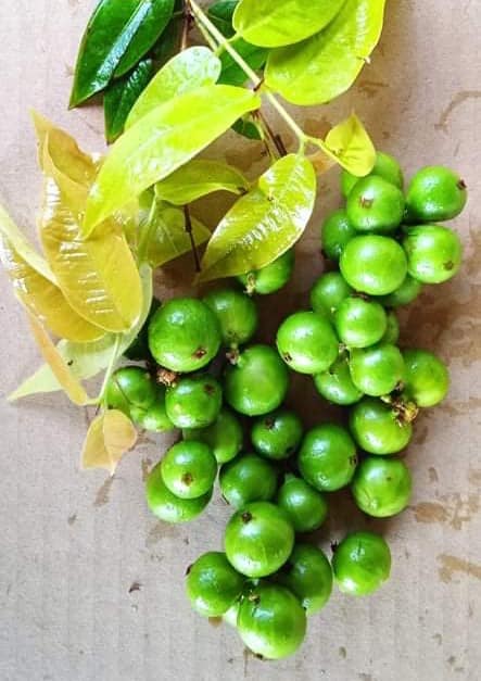 Cristal Green Exotic Fruit Plants