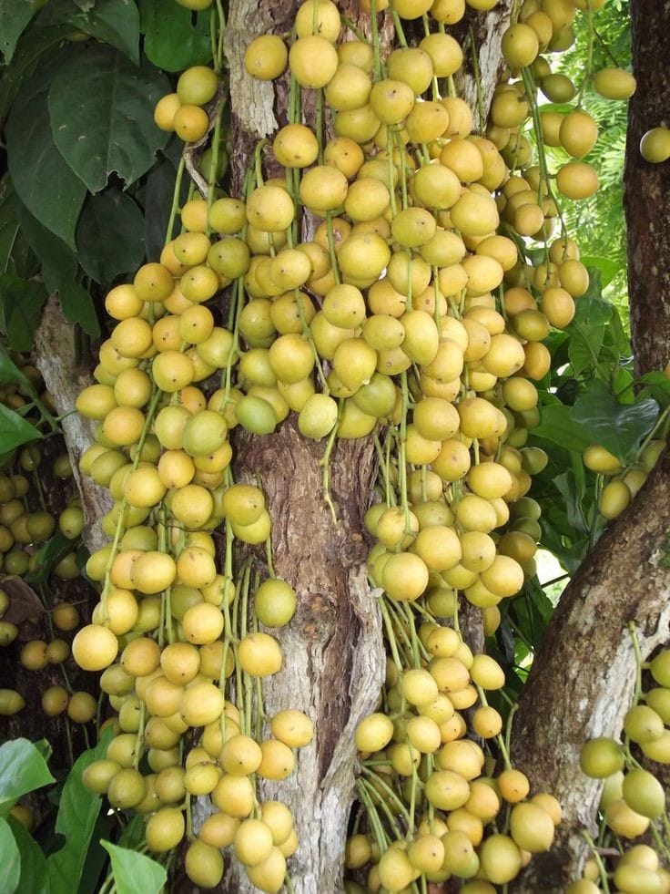 Burmese Grape Exotic Fruit Plants (Baccaurea ramiflora)
