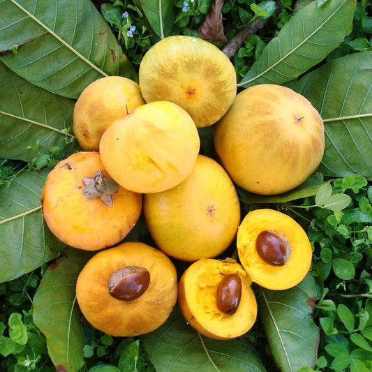 Ross Sapote Exotic Fruit Plants (Pouteria SP)