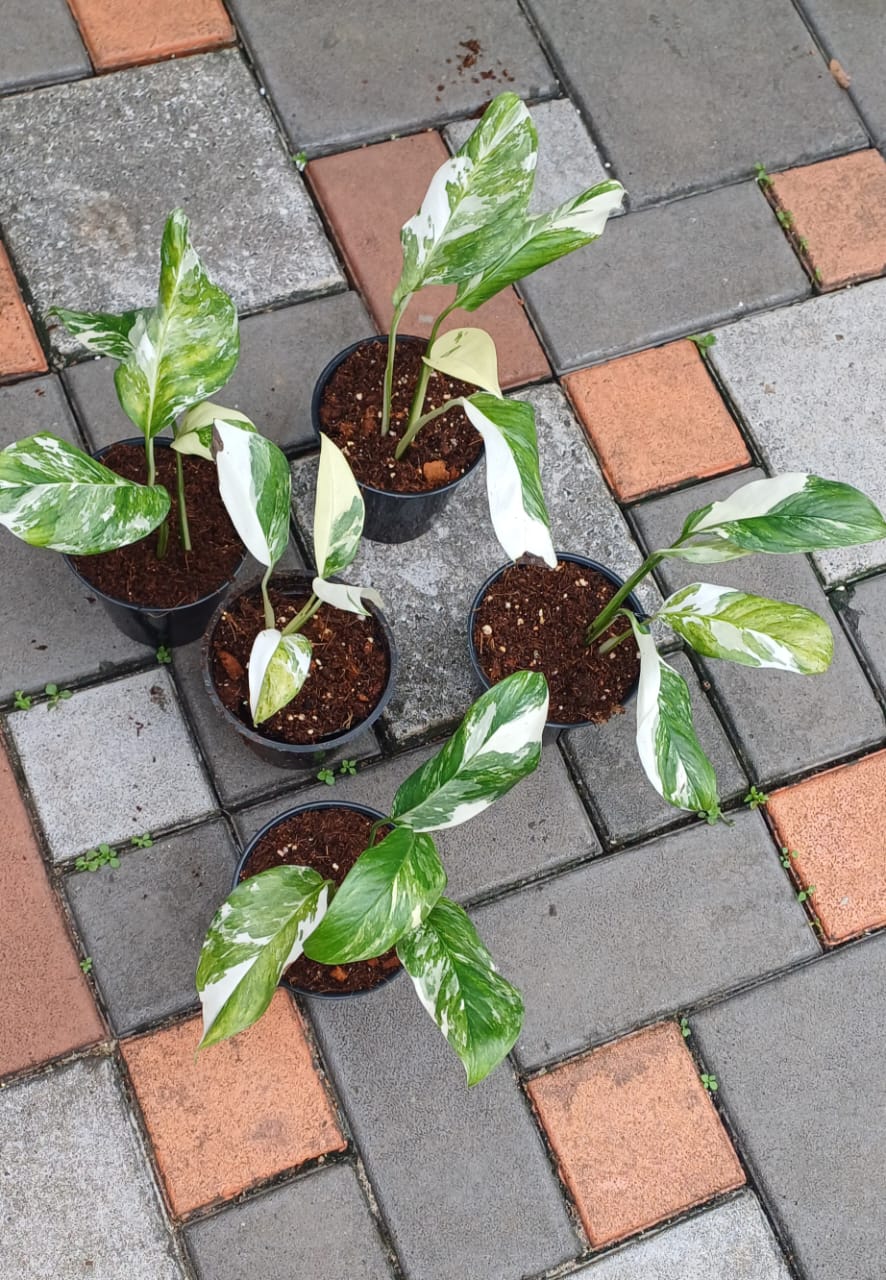 Monstera Lechleriana Variegated