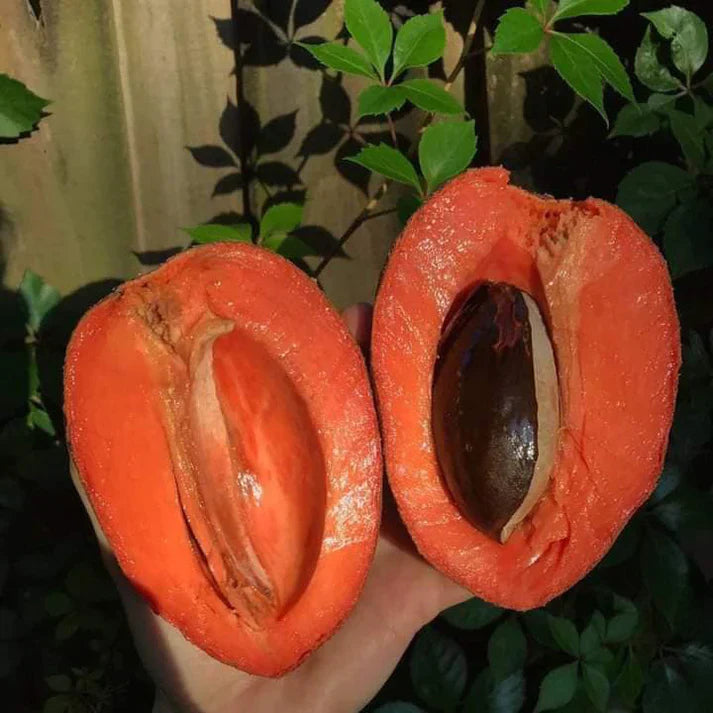 Mamey Sapote Tazumal Exotic Fruit Plants (Pouteria Sapota)