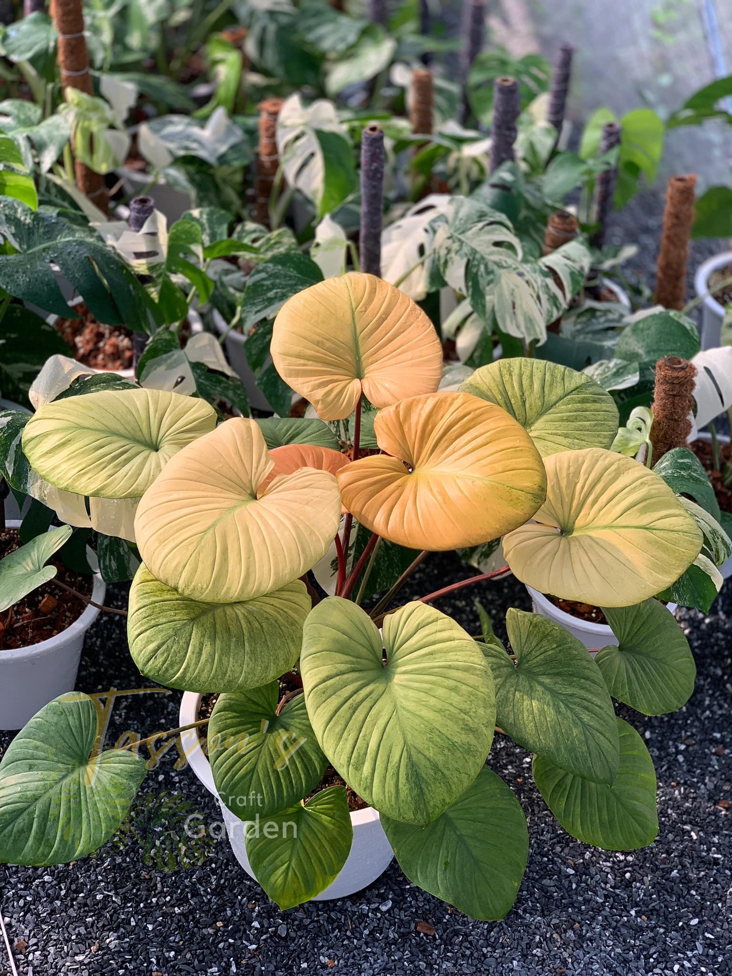 Homalomena Mint Variegated