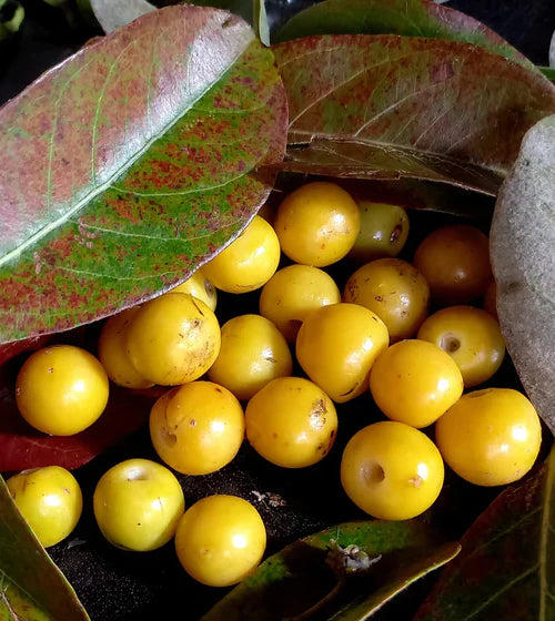 Nance Yellow Exotic Fruit Plants (Byrsonima Crassifolia)