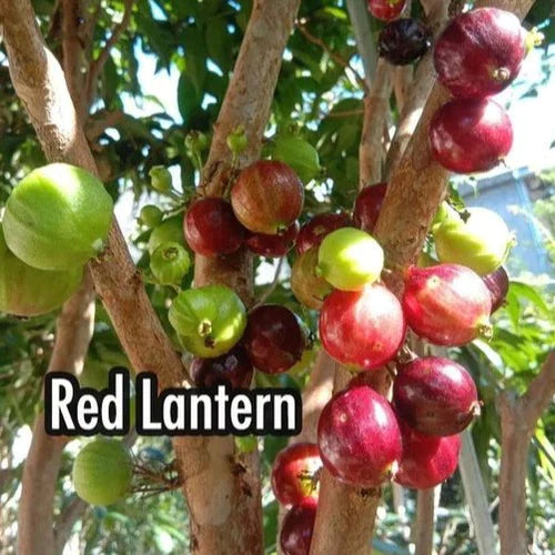 Red Lantern Jaboticaba Exotic Fruit Plants(Plinia Phitrantha Red Lantern)