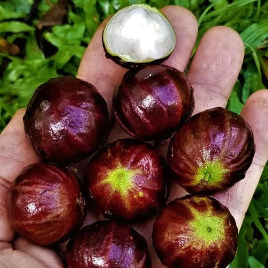 Jaboticaba AxP ( Aureana x phitrantha) Exotic Fruit Plants