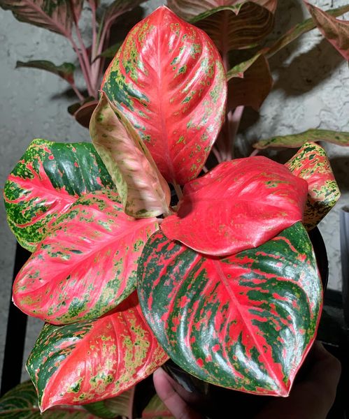 Aglaonema Orange Zombat