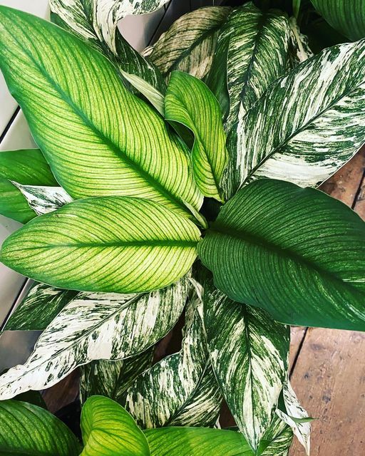 Variegated peace lily Jiffy