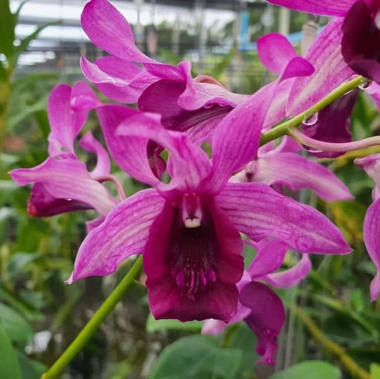 Dendrobium Botim Red