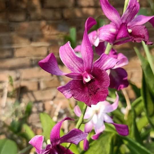 Dendrobium Botim Red