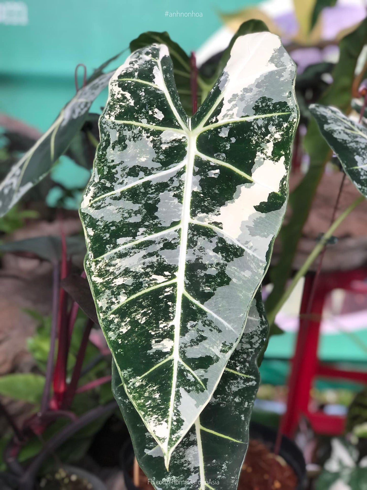 Alocasia Frydek Variegated