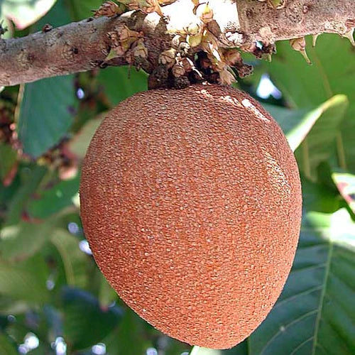 Mamey Sapote Key West Exotic Fruit Plants (Pouteria Sapota)