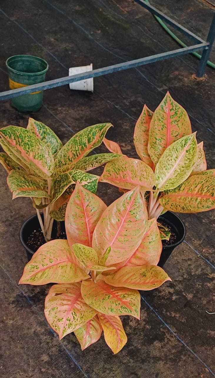 Aglaonema Harley Queen