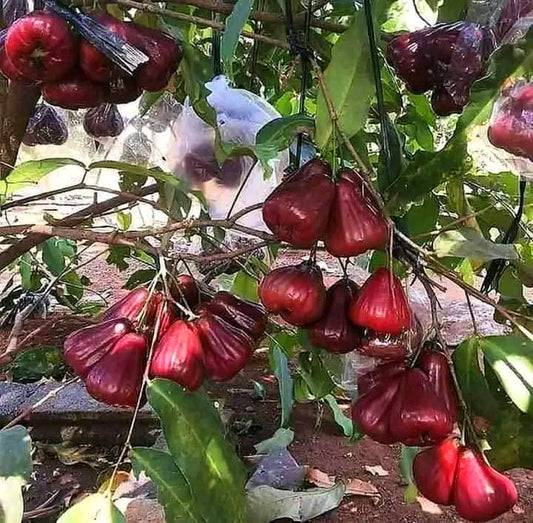 Dalhari Chamba Exotic Fruit Plant (Syzygium Samarangense)