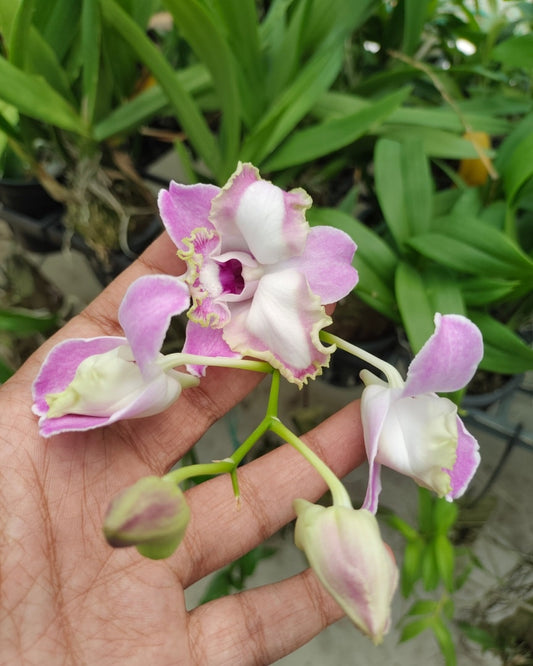 Dendrobium Airy New Normal