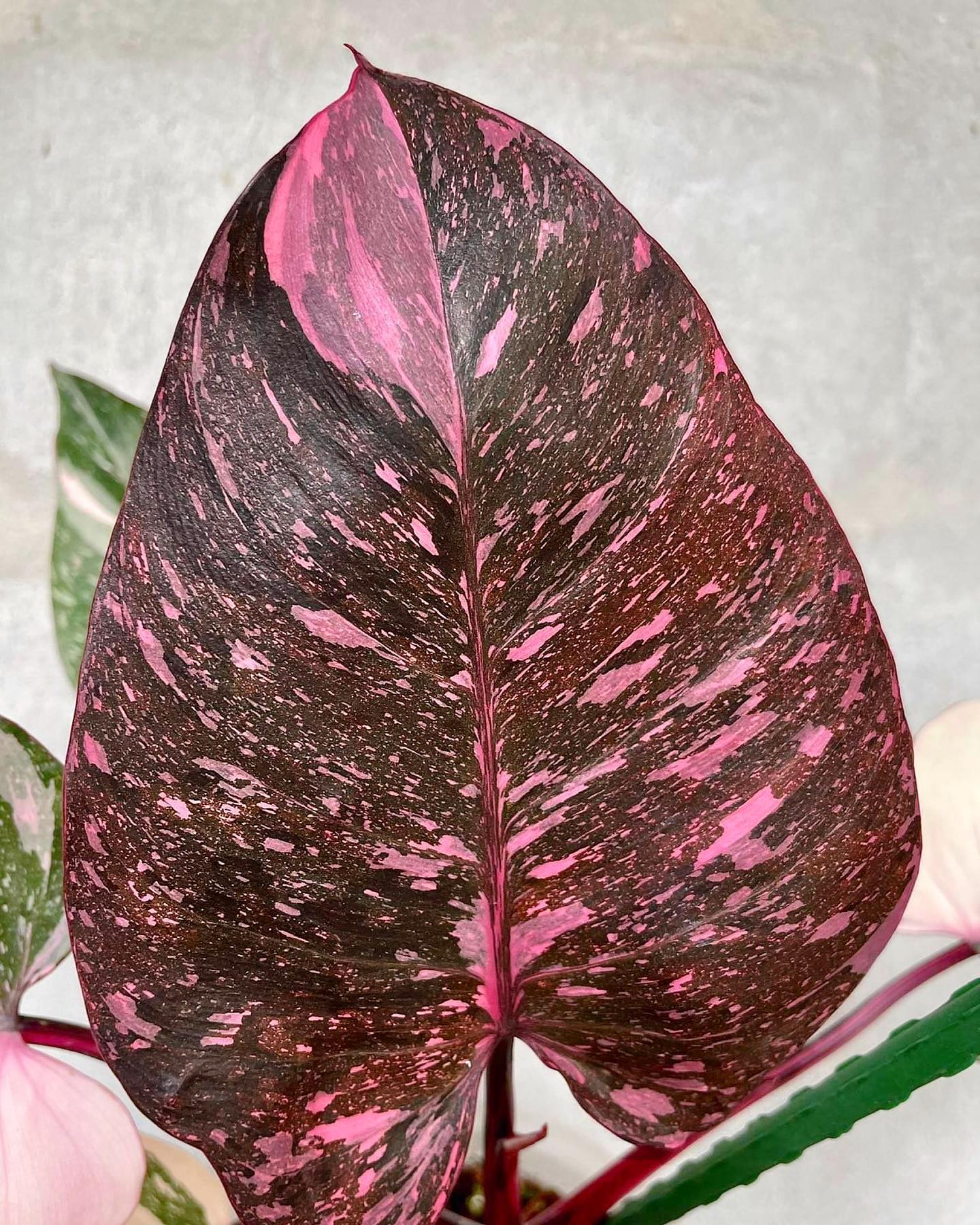 Philodendron Pink Princess 'Galaxy Marble'