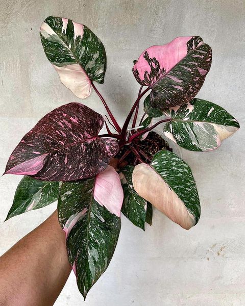 Philodendron Pink Princess 'Galaxy Marble'