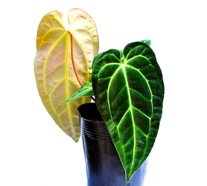 Anthurium Dr. Tom Croat