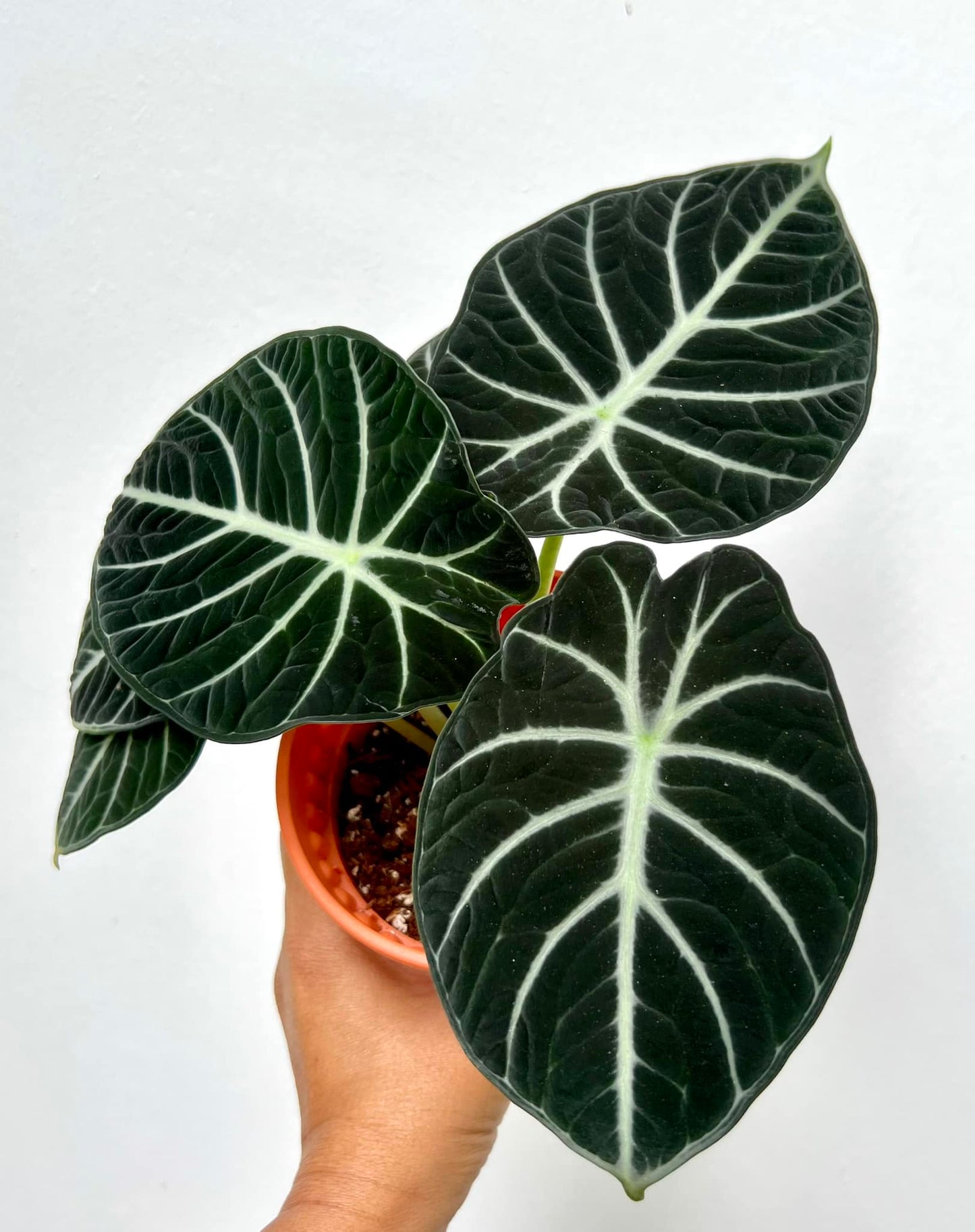 Alocasia Ninja Tuber 'Juvenile'