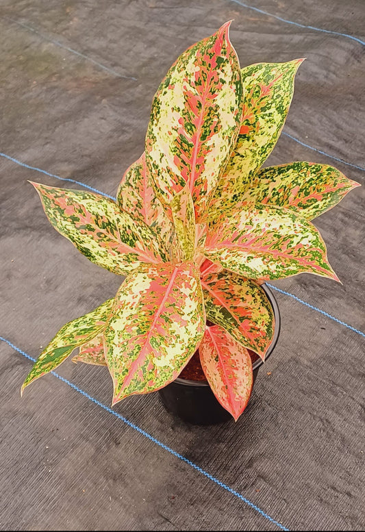 Aglaonema Nine Carat