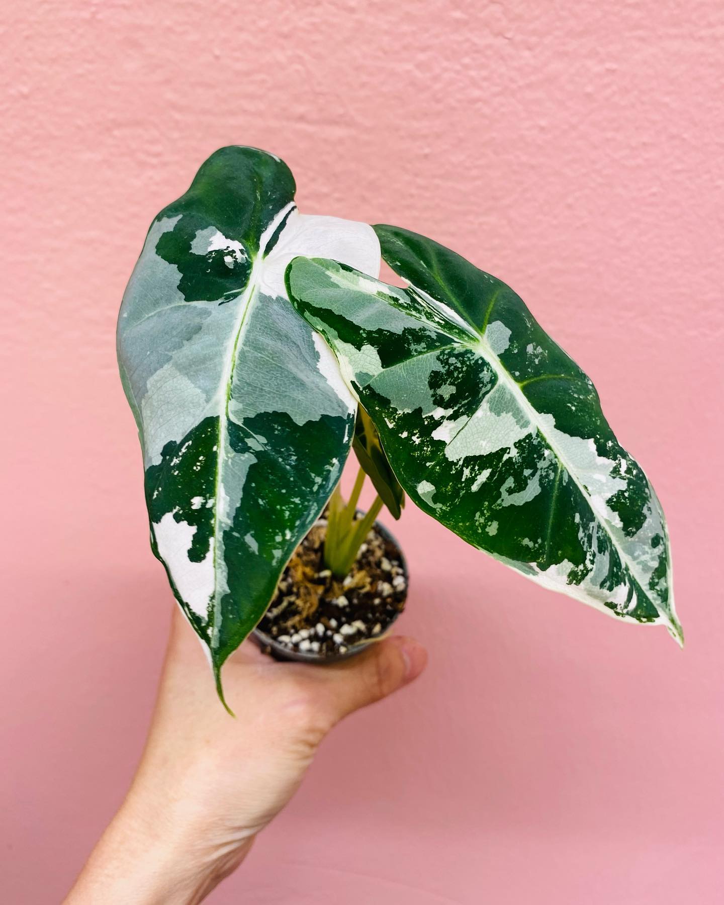 Alocasia Frydek Variegated