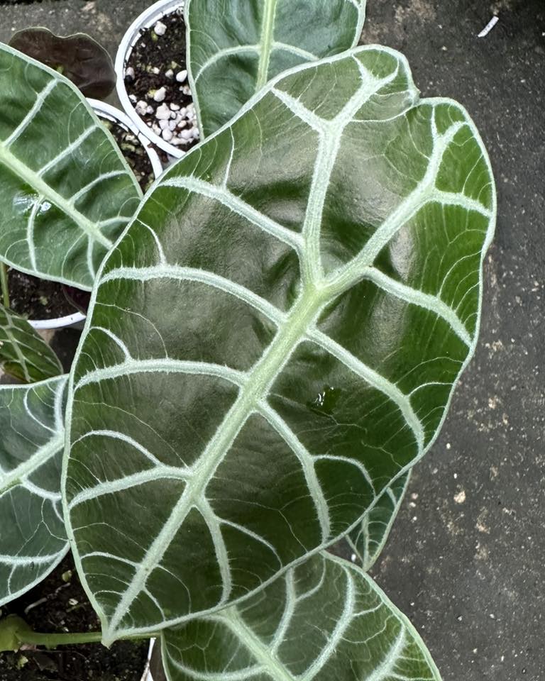 Alocasia Watsoniana Tuber 'Juvenile'