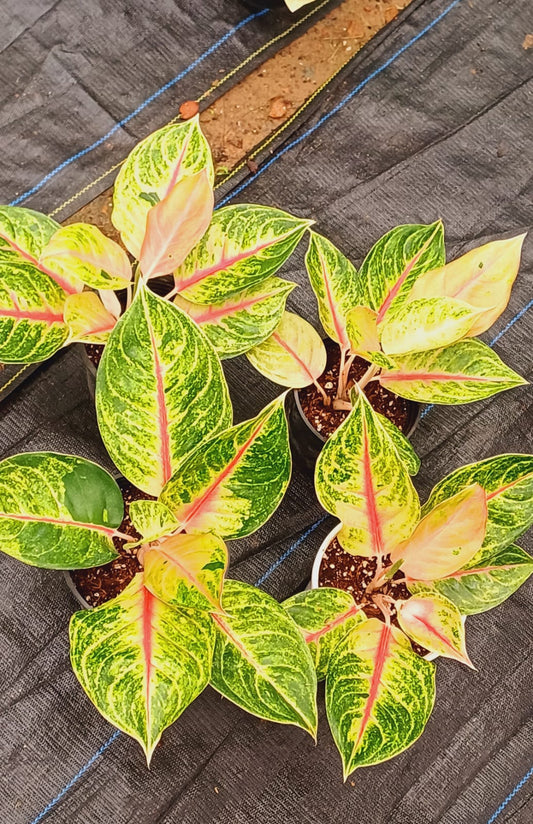 Aglaonema Jackpot