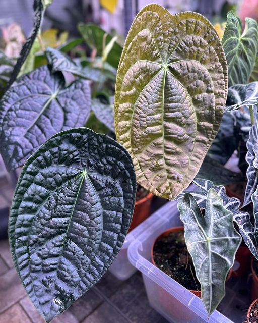 Anthurium Forgetii x Luxurians