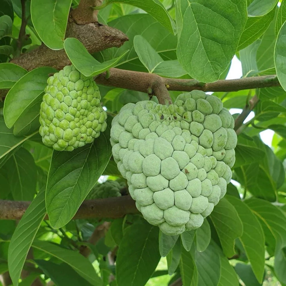 Tiwan Sugar Apple Exotic Fruit Plants (Annona Squamosa)