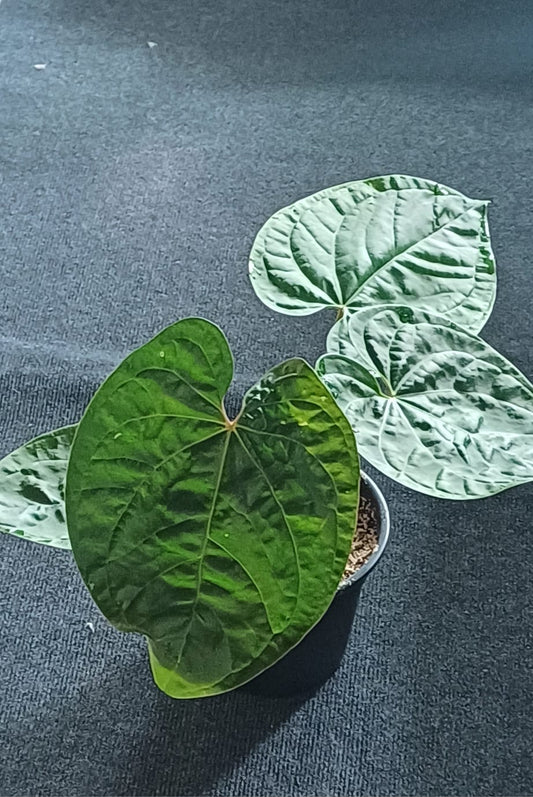 Anthurium Black Velvet × Luxurians