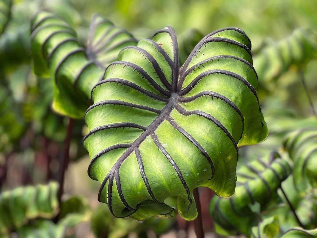 Colocasia Pharaohs Mask