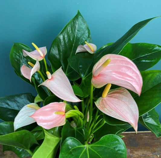 Anthurium Peach Miniature