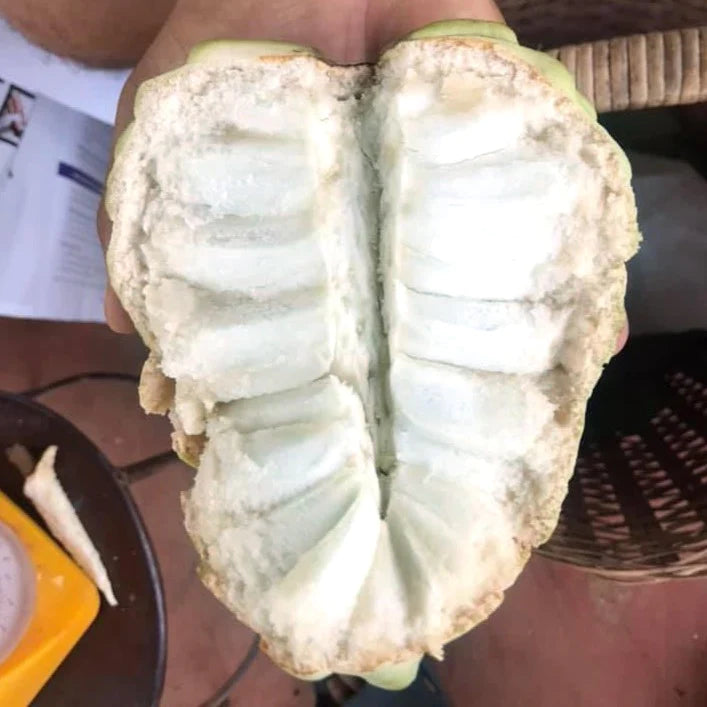 Tiwan Sugar Apple Exotic Fruit Plants (Annona Squamosa)