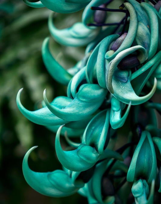 Jade Vine Blue / Strongylodon Macrobotrys