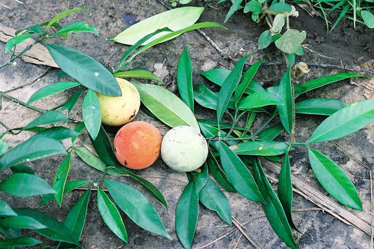 Bitter Kola Exotic Fruit Plants (Garcinia Kola)