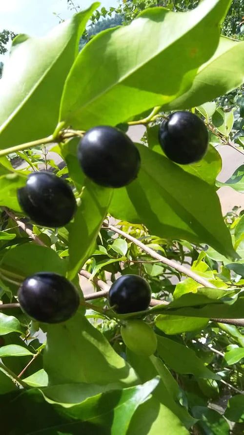 Rainforest Plum Exotic Fruit Plants (Eugenia candolleana)