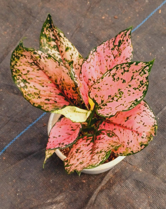 Aglaonema Kumkum