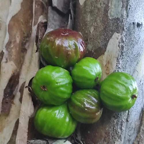 Navel Costada Jaboticaba Exotic Fruit Plants (Plinia Sp. Navel Costada)