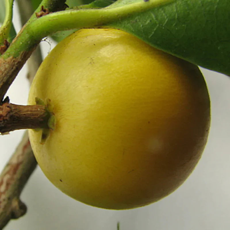 Macarandiba Exotic Fruit Plants (Pouteria procera)