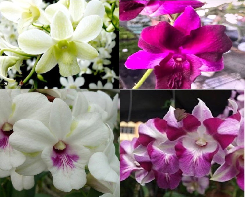 Dendrobium Cat Mix Colour