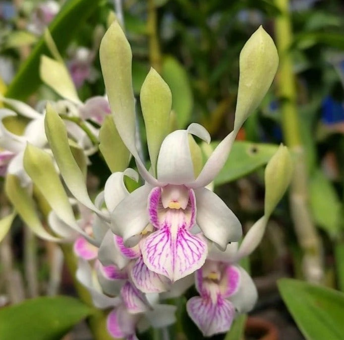 Dendrobium Green Rabbit Boy