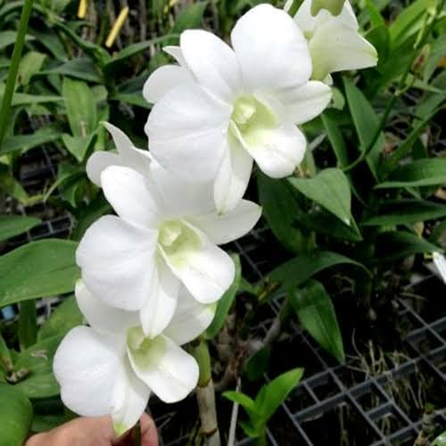 Dendrobium Airy White