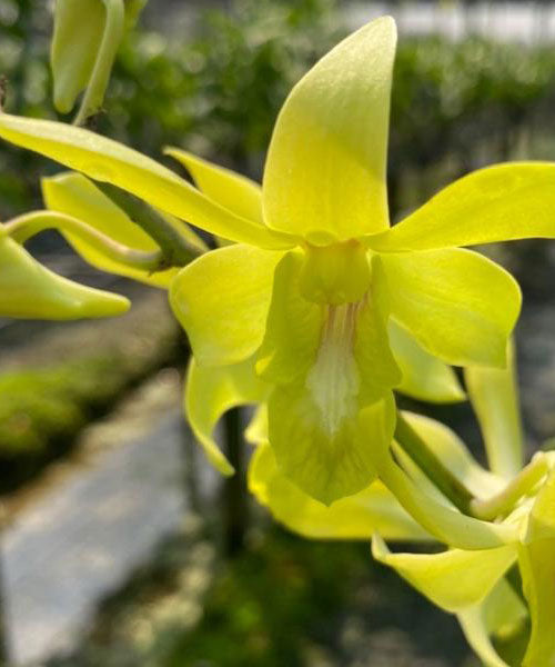 Dendrobium Caesar Yellow