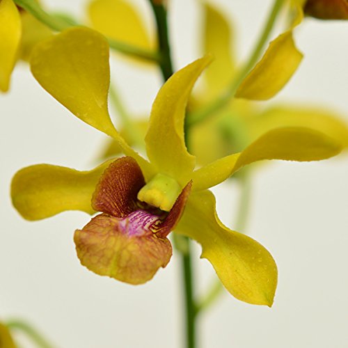 Dendrobium Banana Lip Red