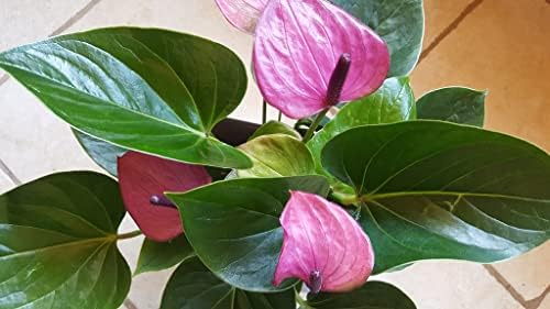 Anthurium Tulip Violet Miniature