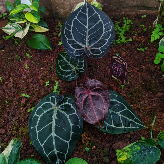 Anthurium Red Crystallinum  × Dock Block