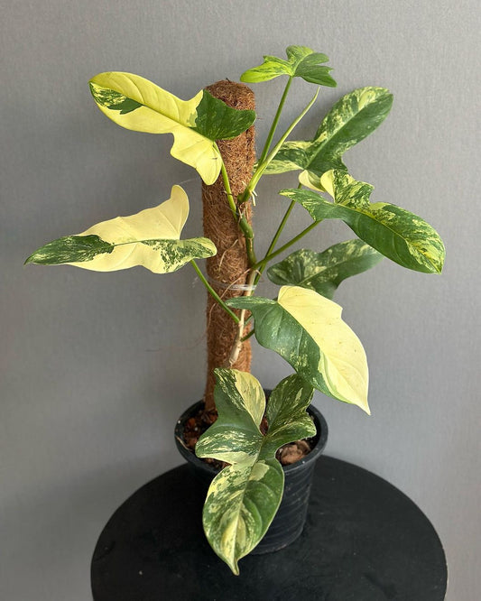 Philodendron Violin Variegated