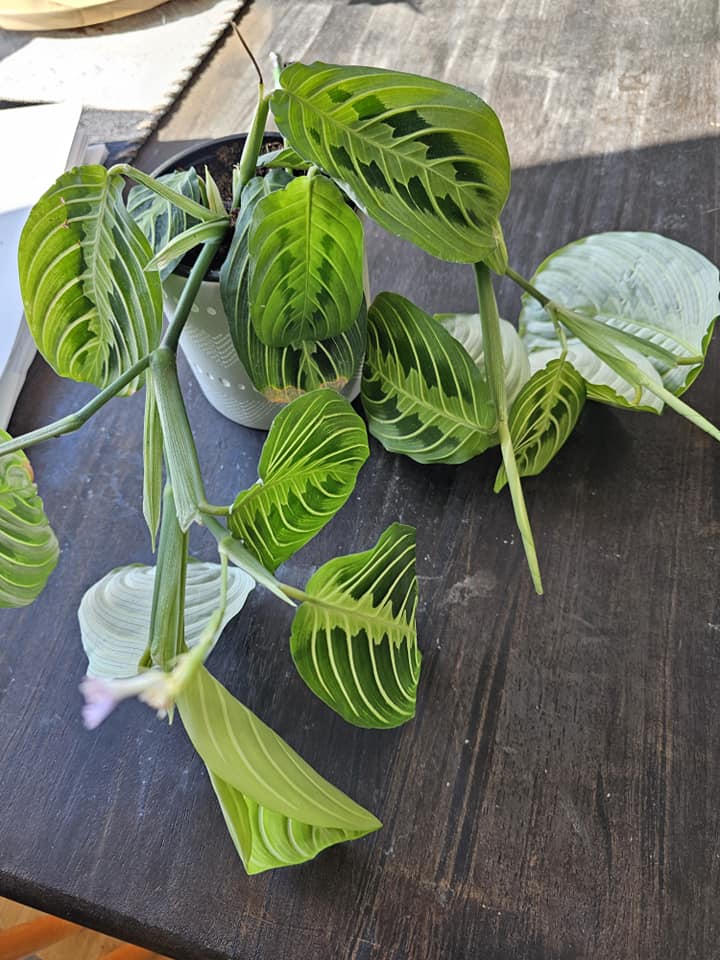 Maranta Lemon Lime