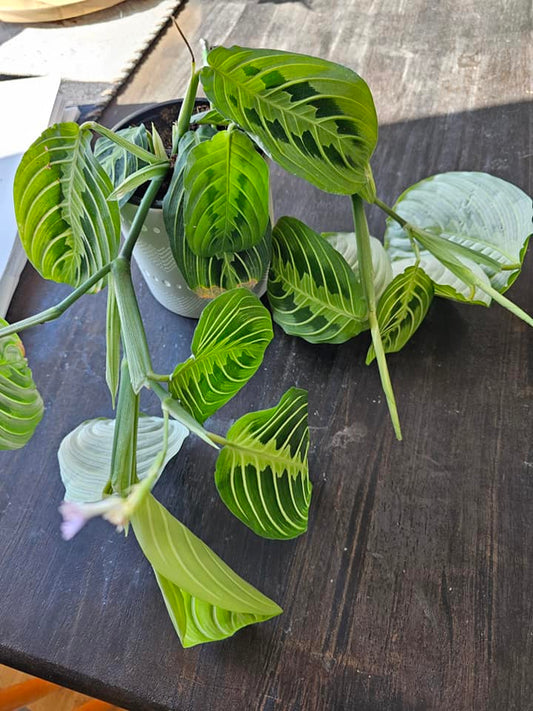 Maranta Lemon Lime